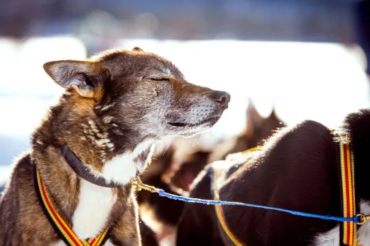 5 km hundekjøring på Ustedalsfjorden