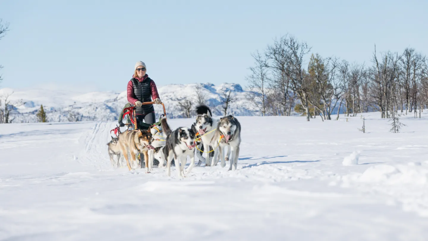 Hundekjøring på Langedrag Naturpark